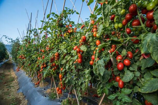 番茄越结越小,种植过程中做好四个方面,实现高产高品质-农兜网