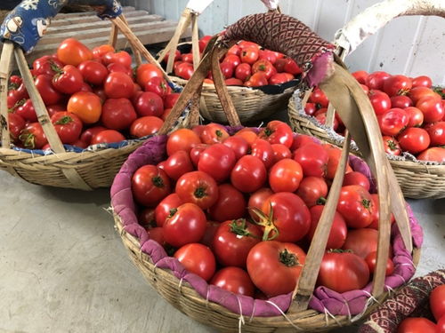 甜多汁的镇海水果番茄丰收了,最高能卖到55元一斤